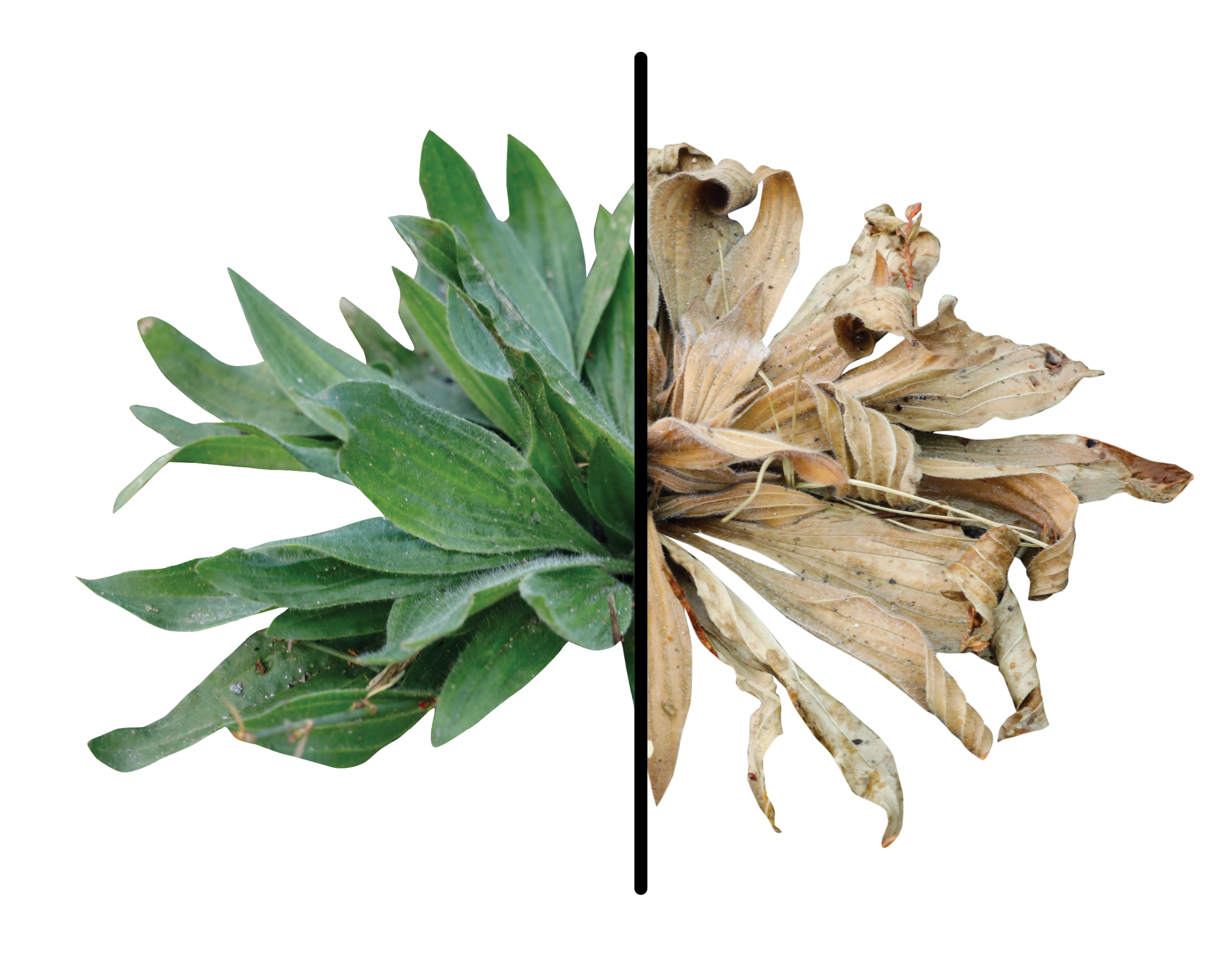 Weed - half Weed - half