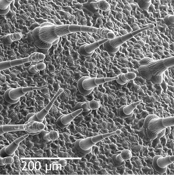 Scanning electron microscope image of the leaf epidermis of Nicotiana alata, showing trichomes 
(hair-like appendages) and stomata (eye-shaped slits, visible at full resolution). 
(Leaf, Wikipedia, 2020)