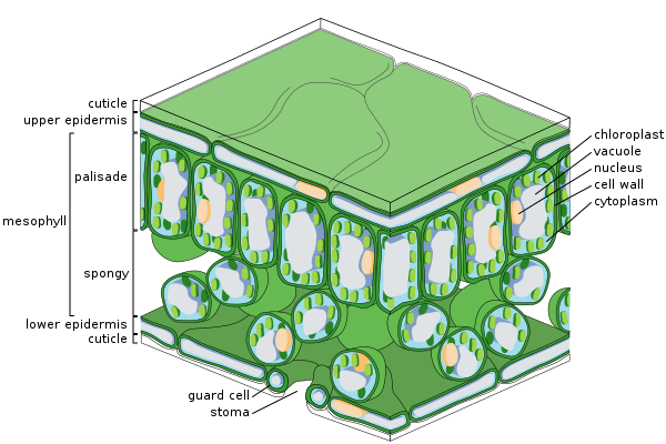 Fine scale diagram of leaf structure (Leaf, Wikipedia, 2020)